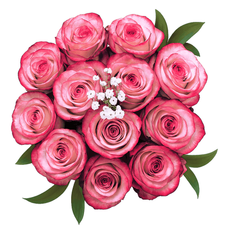 Deep Purple Roses 3 Dozen Fresh Cut Roses with Fillers