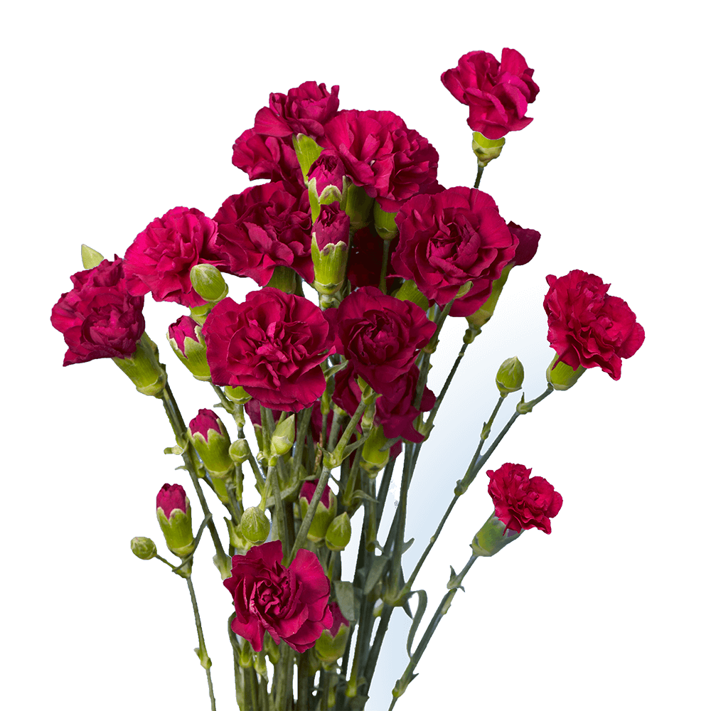 Purple - Hot Pink with Cream Tones Spray Carnations Bunches – Fresh Cut Flowers