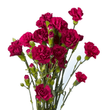 Purple - Hot Pink with Cream Tones Spray Carnations Bunches – Fresh Cut Flowers