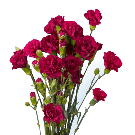 Purple - Hot Pink with Cream Tones Spray Carnations Bunches – Fresh Cut Flowers