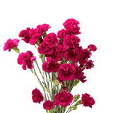Purple - Hot Pink with Cream Tones Spray Carnations Bunches – Fresh Cut Flowers