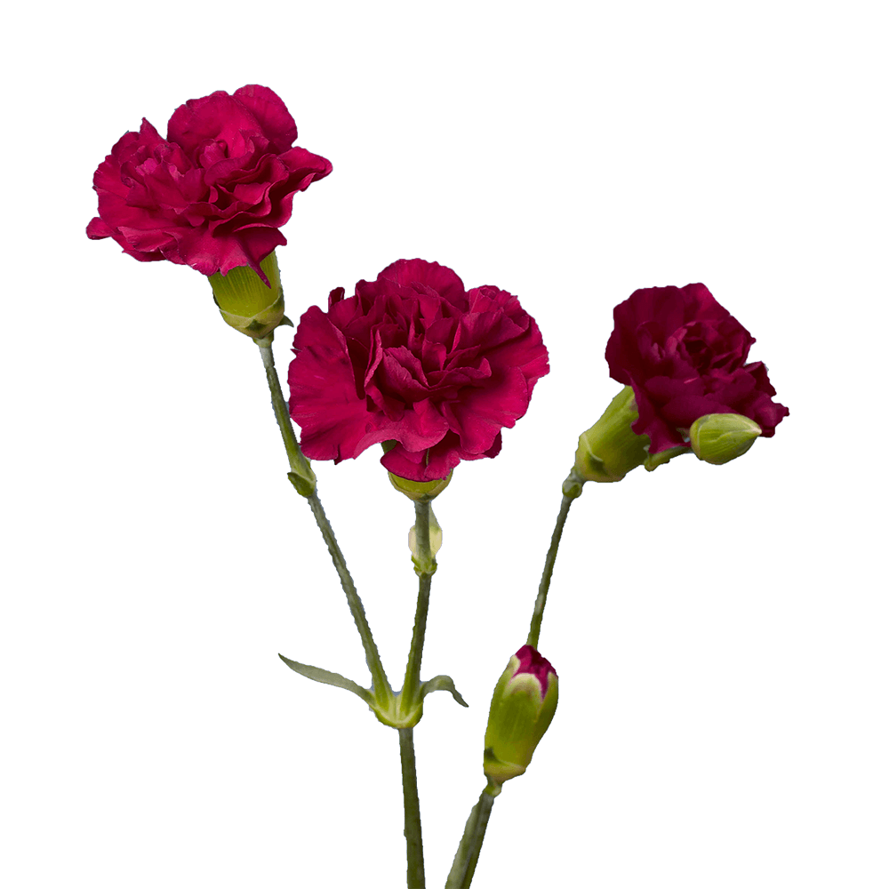 Purple - Hot Pink with Cream Tones Spray Carnations Bunches – Fresh Cut Flowers