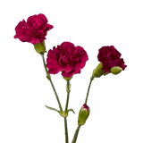 Purple - Hot Pink with Cream Tones Spray Carnations Bunches – Fresh Cut Flowers