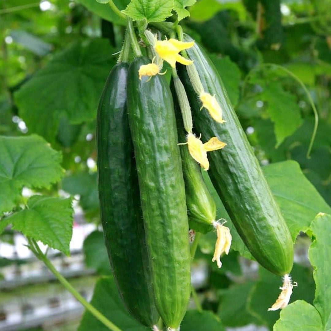 Muncher Cucumber Seeds Heirloom Organic High Yield Crisp and Tasty Garden Variety