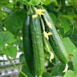 Muncher Cucumber Seeds Heirloom Organic High Yield Crisp and Tasty Garden Variety