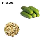 National Pickling Cucumber Seeds Organic and Non GMO Grow Your Own Cucumbers at Home