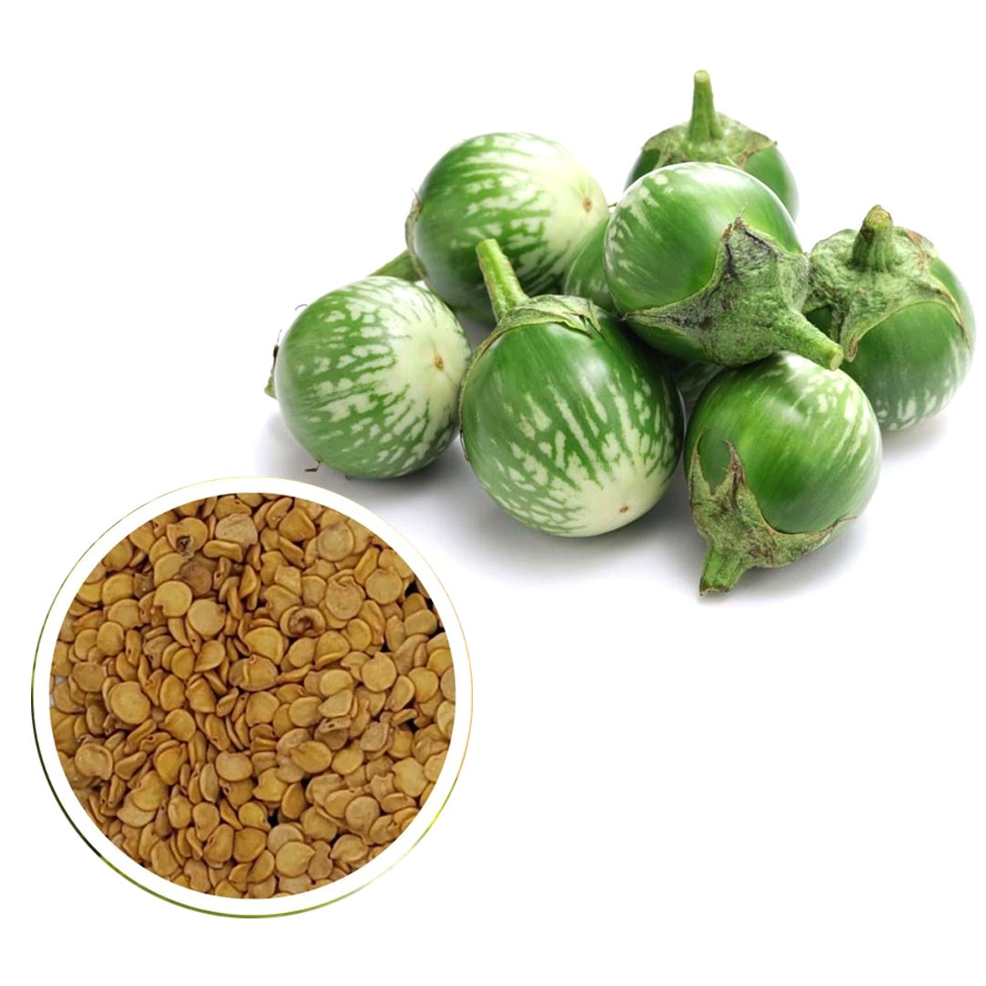 Giant Thai Eggplant Seeds 20 Seeds Green Round Thai Eggplant Organic Variety