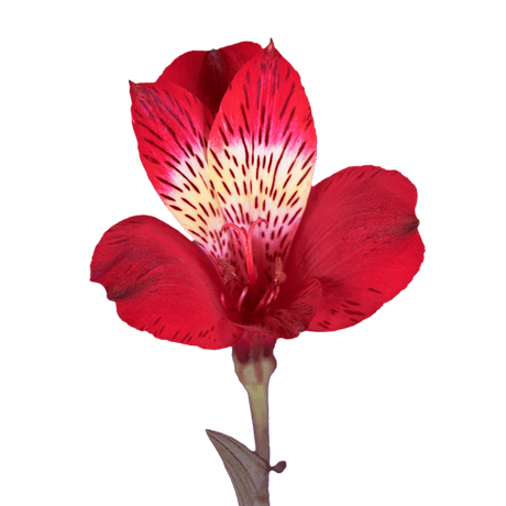 Red Alstroemeria Stems Flower Bouquets
