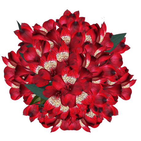 Red Alstroemeria Stems Flower Bouquets