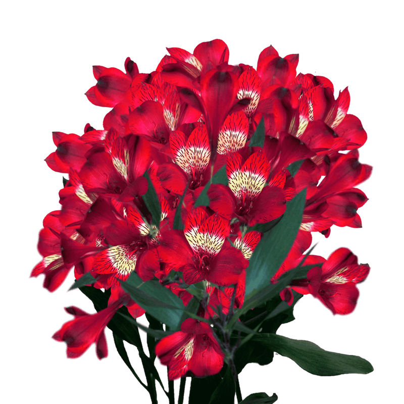 Red Alstroemeria Stems Flower Bouquets