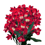 Red Alstroemeria Stems Flower Bouquets