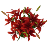Romantic Rose & Lily Fresh Flower Bouquet Premium Floral Gift