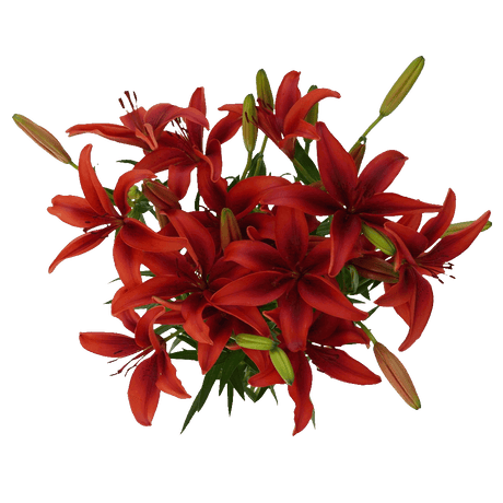 Romantic Rose & Lily Fresh Flower Bouquet Premium Floral Gift