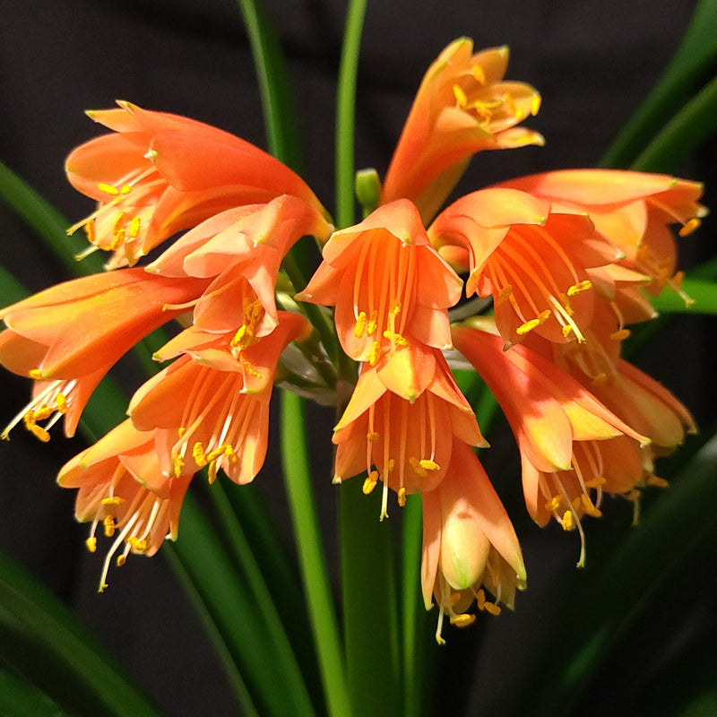 Clivia Orange Open-Pollinated Seedling
