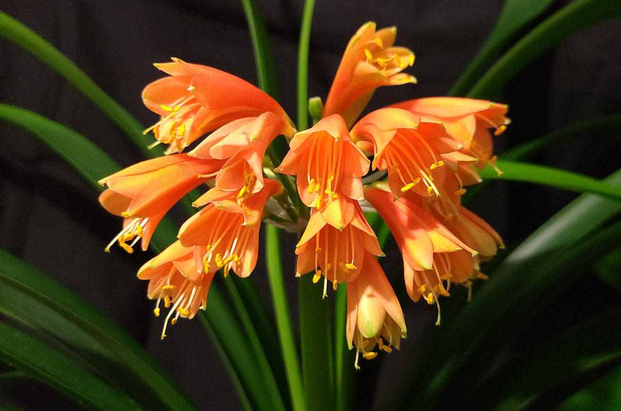 Clivia Orange Open-Pollinated Seedling