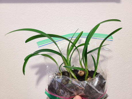 Clivia Dark Red Caulescens Seedling