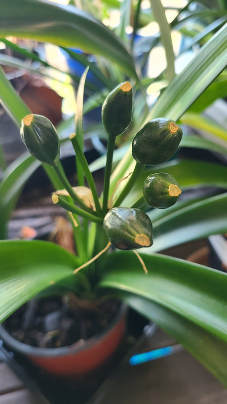 Clivia Green Throat Blooming Plant with Seed Pods