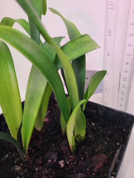 Clivia Yellow Stud Seedling 4-5 in Tall
