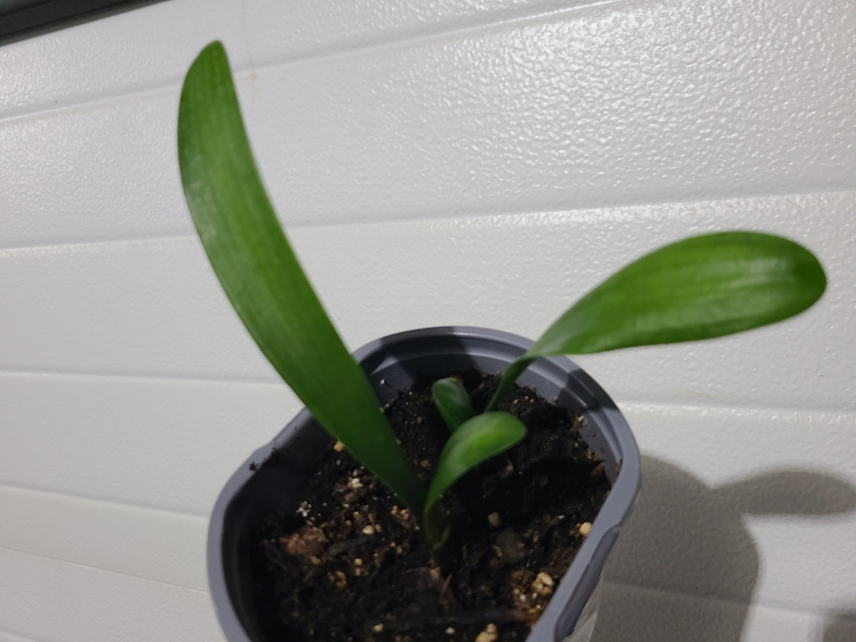 Clivia Seedling Compact Red/Dark Orange with Green Throat