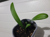 Clivia Seedling Compact Red/Dark Orange with Green Throat