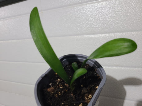 Clivia Seedling Compact Red/Dark Orange with Green Throat