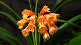 Clivia Orange Open-Pollinated Seedling