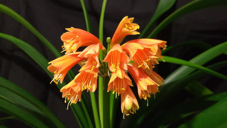 Clivia Orange Open-Pollinated Seedling