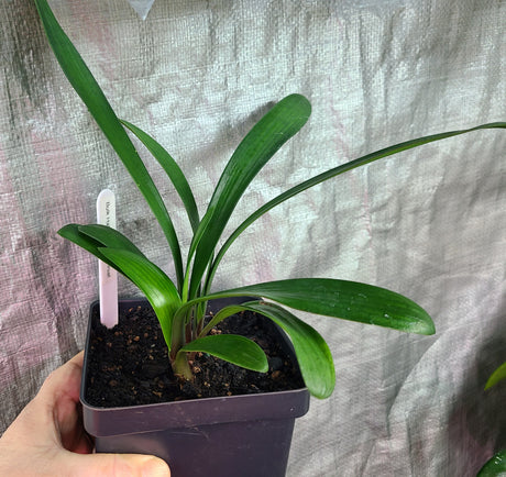 Clivia Miniata Seedling Heat Pack