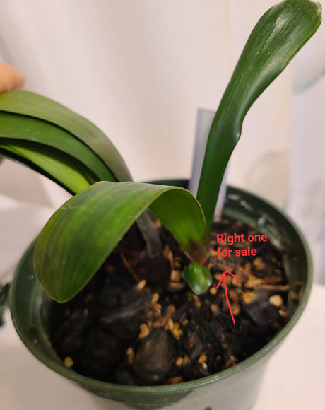 Clivia Seedling Jeanette's Red Hybrid 5-6 Inches Tall