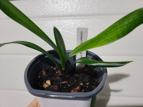Clivia Seedling Plant Orange Pastel