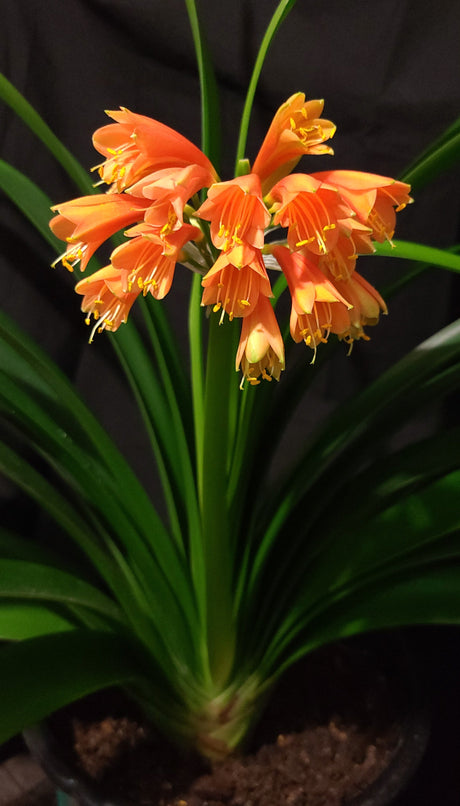 Clivia Orange Open-Pollinated Seedling