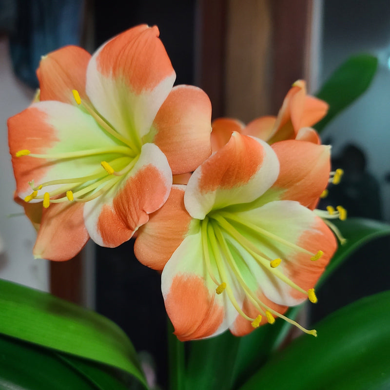 Clivia Plant Orange with Green Throat and White Edge