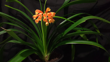 Clivia Orange Open-Pollinated Seedling