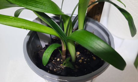 Clivia Orange Open-Pollinated Seedling