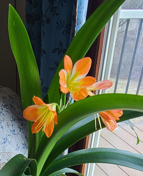 Clivia Green Throat Blooming Plant with Seed Pods