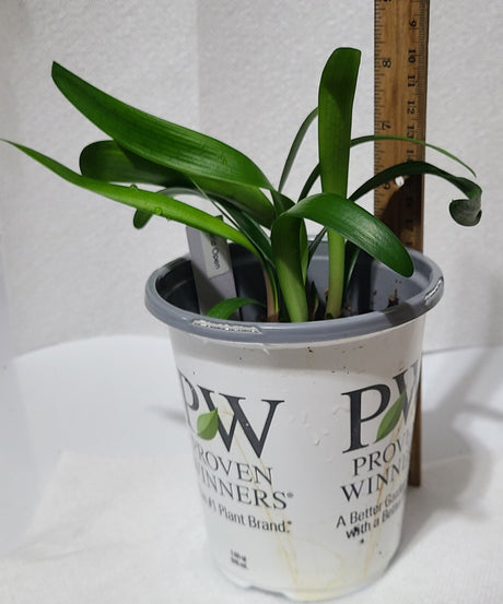 Clivia Orange Open-Pollinated Seedling