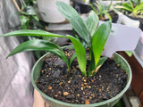 Clivia Seedling Japanese Hirao Plant