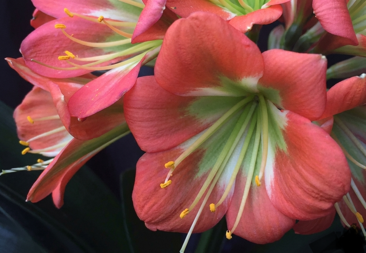 Clivia Miniata Seedling Heat Pack