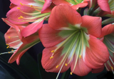 Clivia Miniata Seedling Heat Pack