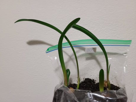 Clivia Groot Piet x Self Seedling 4-6" Tall