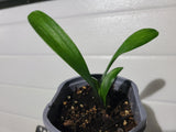 Clivia Seedling Compact Red/Dark Orange with Green Throat