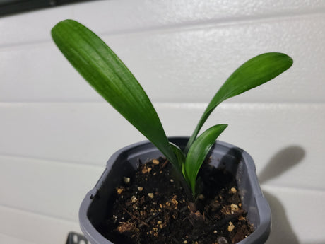 Clivia Seedling Compact Red/Dark Orange with Green Throat