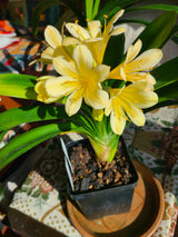 Clivia Green Throat Blooming Plant with Seed Pods