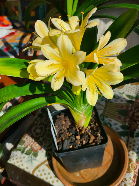 Clivia Green Throat Blooming Plant with Seed Pods