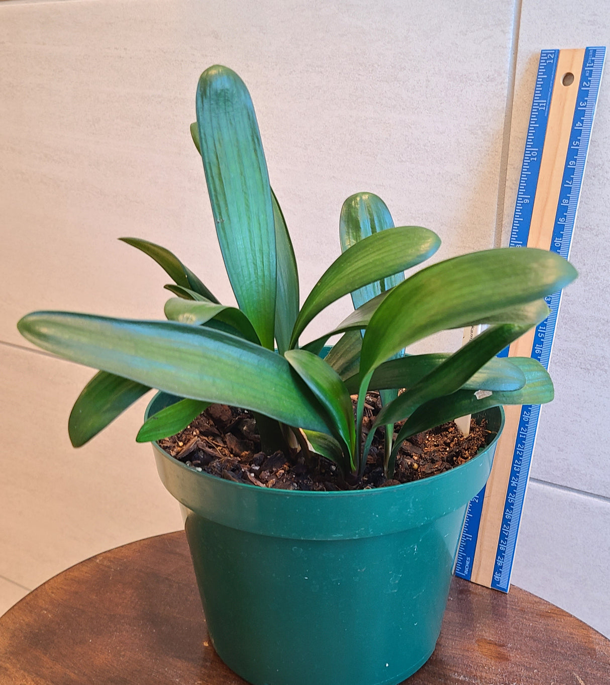 Clivia Seedling Cross Between Noscot and Nakamura x Fred Gibello 5-7" Tall One Plant