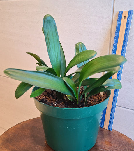 Clivia Seedling Cross Between Noscot and Nakamura x Fred Gibello 5-7" Tall One Plant