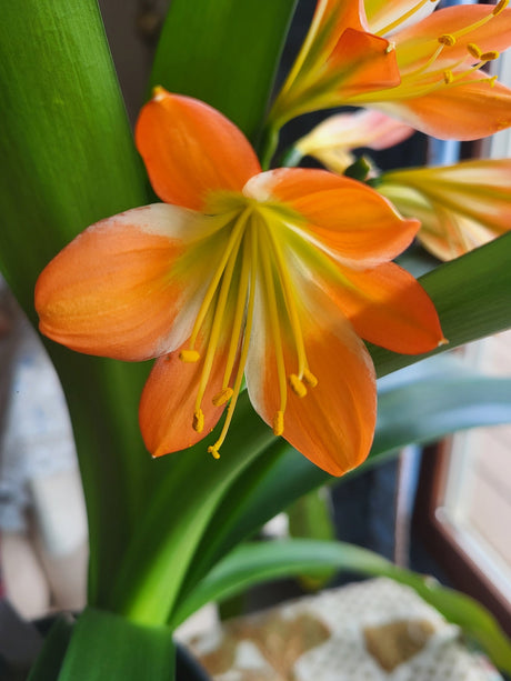 Clivia Green Throat Blooming Plant with Seed Pods