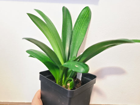 Clivia Compact Broad Leaf Chinese Radiant Blush x Self One Plant