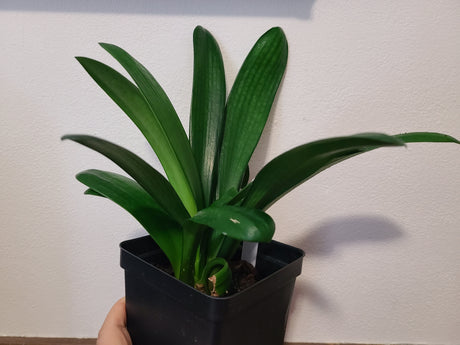 Clivia Compact Broad Leaf Chinese Radiant Blush x Self One Plant