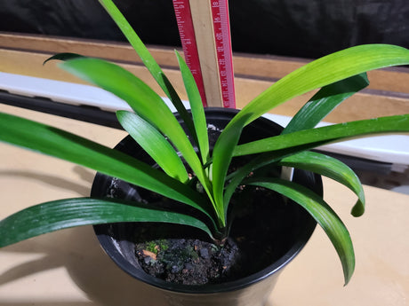Clivia Plant Orange Bloom Seedling